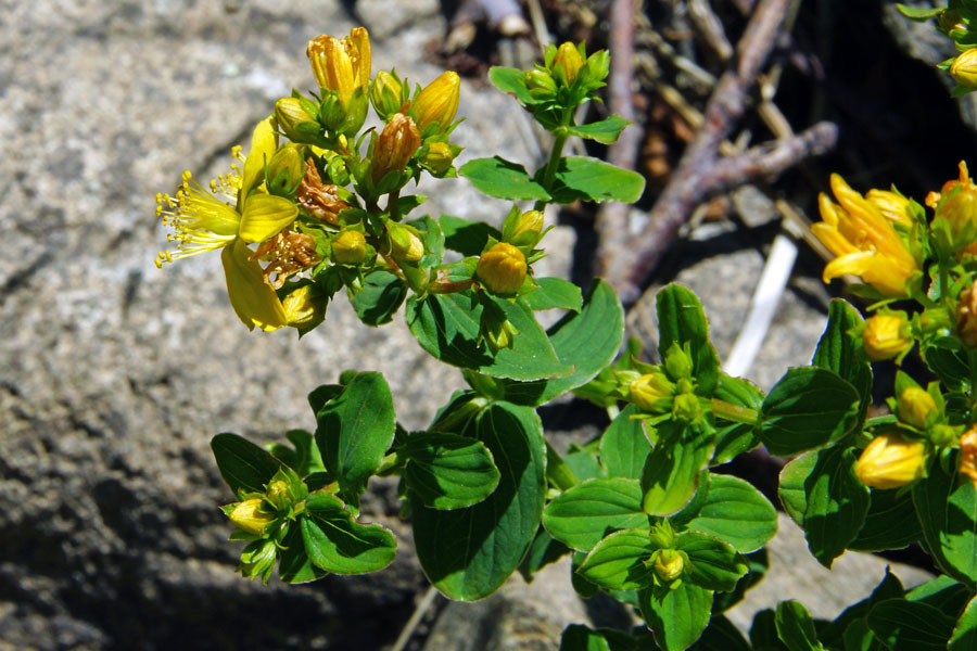 Hypericum tetrapterum / Erba di San Giovanni alata